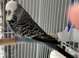 English male budgie