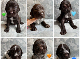 Kc reg german wirehaired pointer puppies for sale