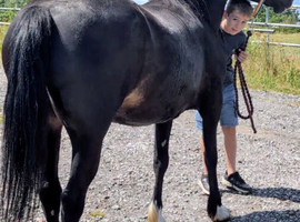 Stunning 3yrs Welsh d filly