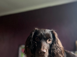 Working cocker - great lineage - want to breed to keep line going!