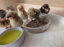 Day old unsexed chickens