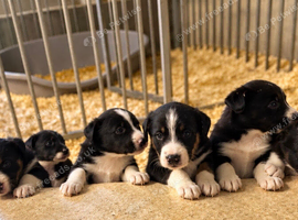 Border collie puppies