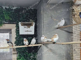 Bengalese finches