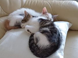 Two kittens