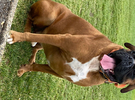5 year old female boxer