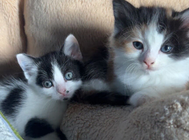 KITTENS