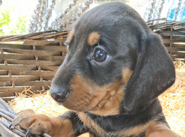 KC REG. PRA CLEAR PUPPIES