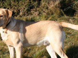 Healthy Labrador Adults