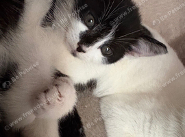 little girl kitten