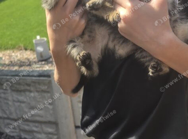 Tabby and black kittens