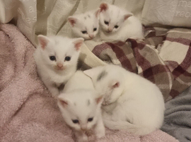 2 beautiful white well loved kittens