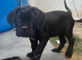 CANE CORSO puppies 4 males READY TO GO