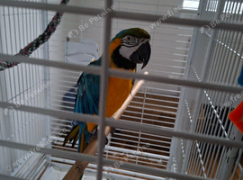 Blue and gold macaw