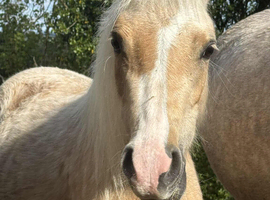 Palomino filly