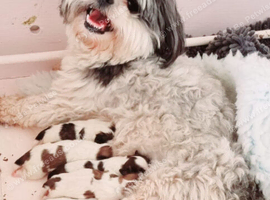 KC Reg Pedigree Lhasa Apso