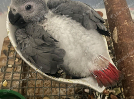 Baby Congo AFRICAN GREY