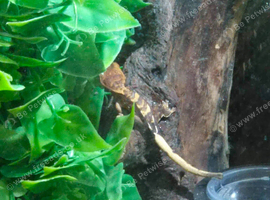 2 month old crested geckos