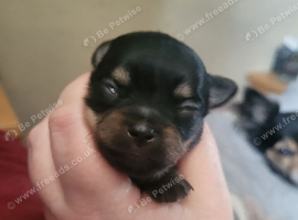 Chihuahua puppy ready for her new home