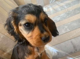 King Charles pup