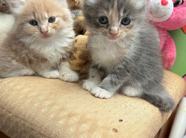 Beautiful kittens for sale