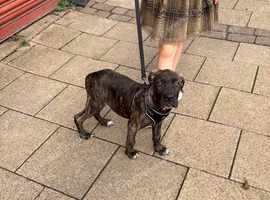 Cane corso puppy