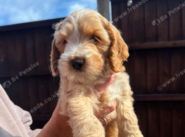 Cocker spaniel/sprocker poo puppies
