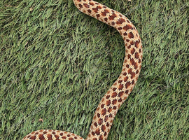 Het Ghost Hognose
