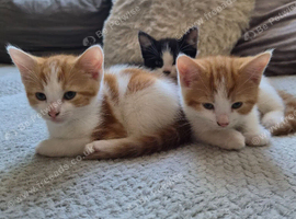 2 sweet kitten girls