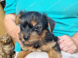 Yorkshire terrier puppies for sale