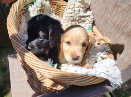 Sprocker Pups 3/4 Cocker/1/4 Springer from  Registered Breeder