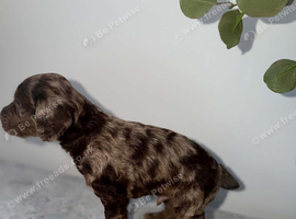 Male Cocker Spaniel Puppies