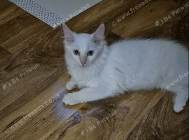 Main coon cross