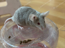 Curly hair Albino Grey Mice