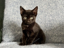 Sweet little kitten ready to leave