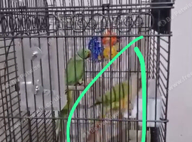 Conure &pound;100 i'm looking quick. Sell