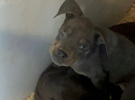 French bulldog x Dobermann pups