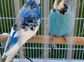 Breeding pair Budgies