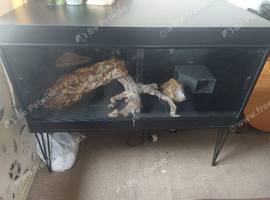 Vivarium with sull set up.