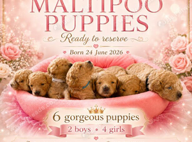 Stunning Red & Apricot Maltipoo Puppies &ndash; Health-Tested Parents
