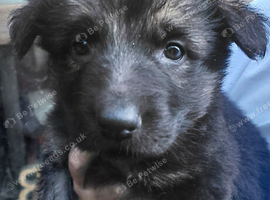 German Shepherd Long Haired Puppies