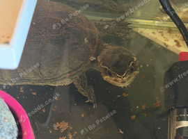 Musk turtle male