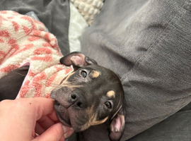 Lovely little girl