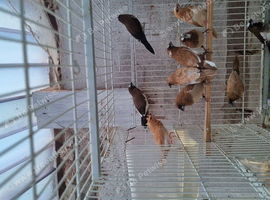 12 Bengalese finches for sale