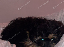 Cavapoo male
