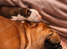 BULLDOG X BORDER COLLIE PUPPIES