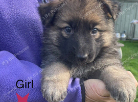 Beautiful German Shepherd Puppies