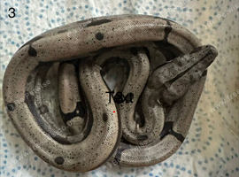 Boa Constrictor Amarali (short tailed Boas)