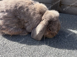 Mini lop looking for his new home