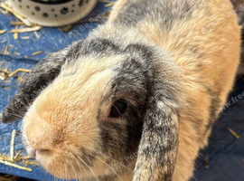 Female English Lop