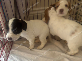 4 beautiful cockerspaniel puppies for sale